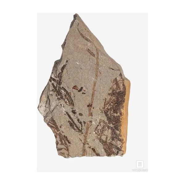 Кольцо Бурые водоросли Phaeophyceae, 13х10х2 см — модель 1z2s8qs